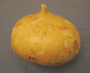 jicama