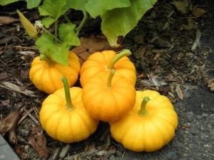 pile of mini pumpkins