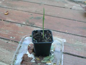 sprouted garlic