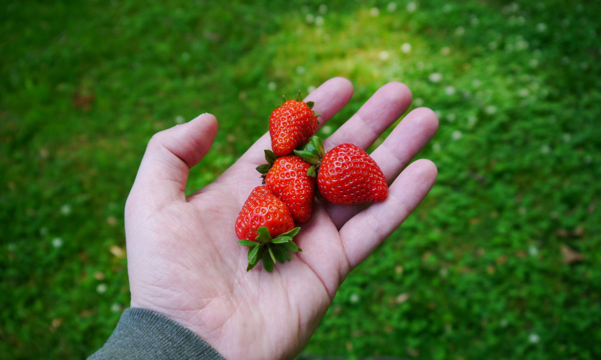 Strawberries