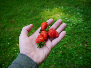 Strawberries