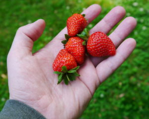 Strawberries