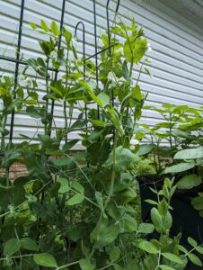 peas growing in my garden