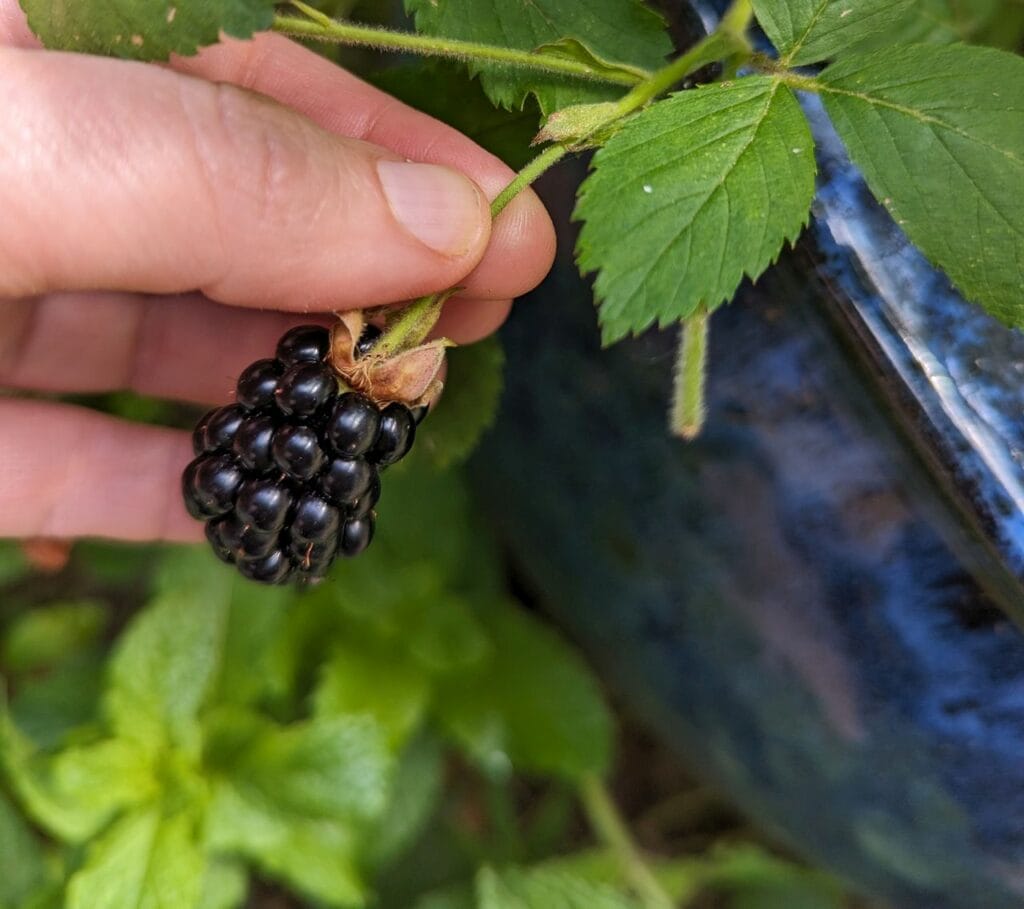 small blackberry on the vine