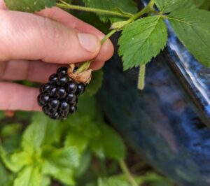 small blackberry on the vine