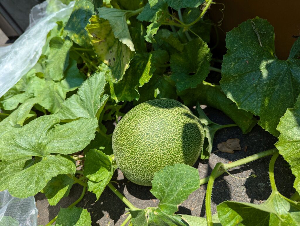 cantaloupe on the vine