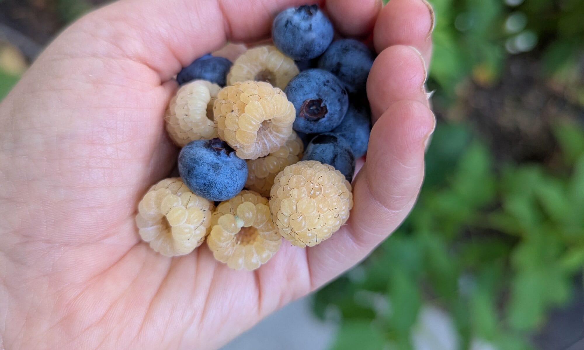 handful of blueberries and yellow raspberries