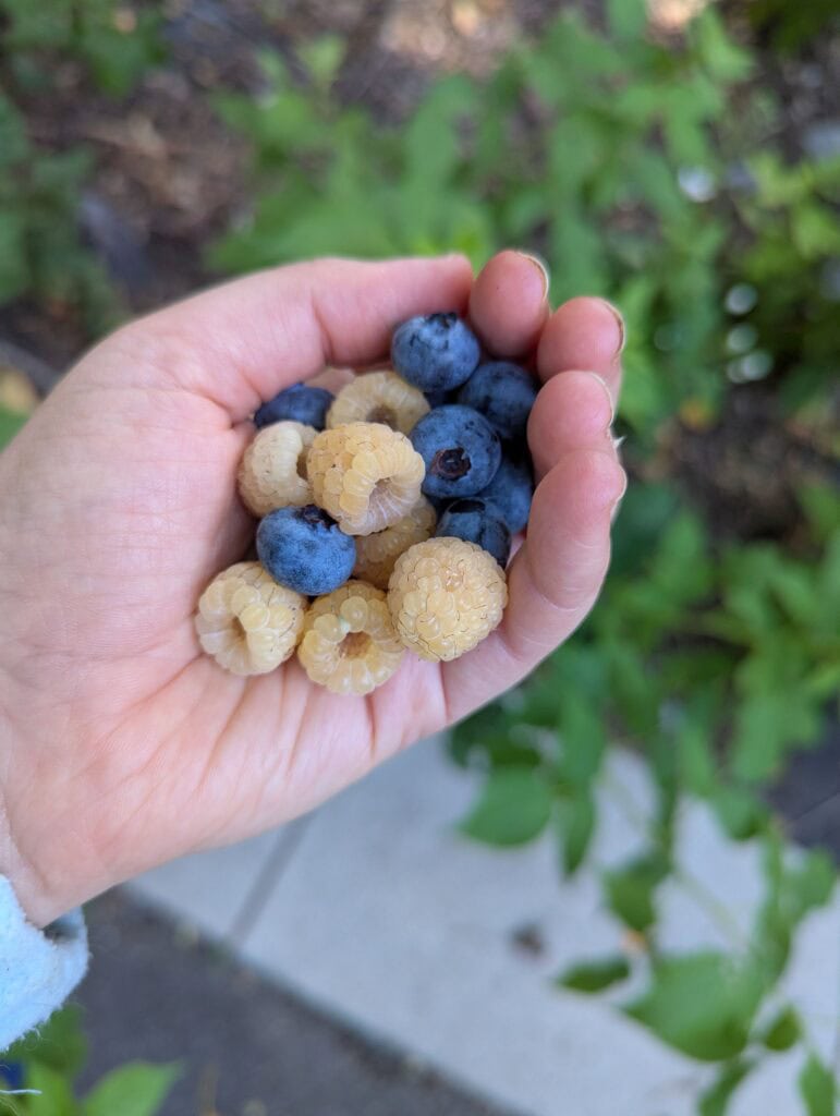 handful of blueberries and yellow raspberries