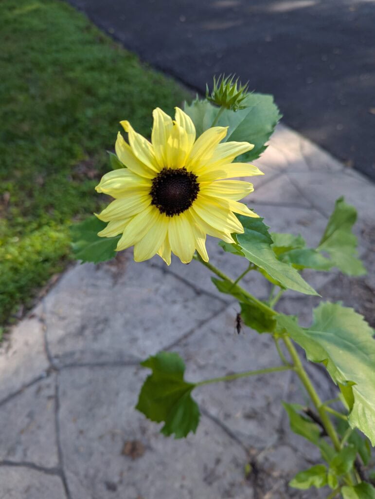 light yellow sunflower
