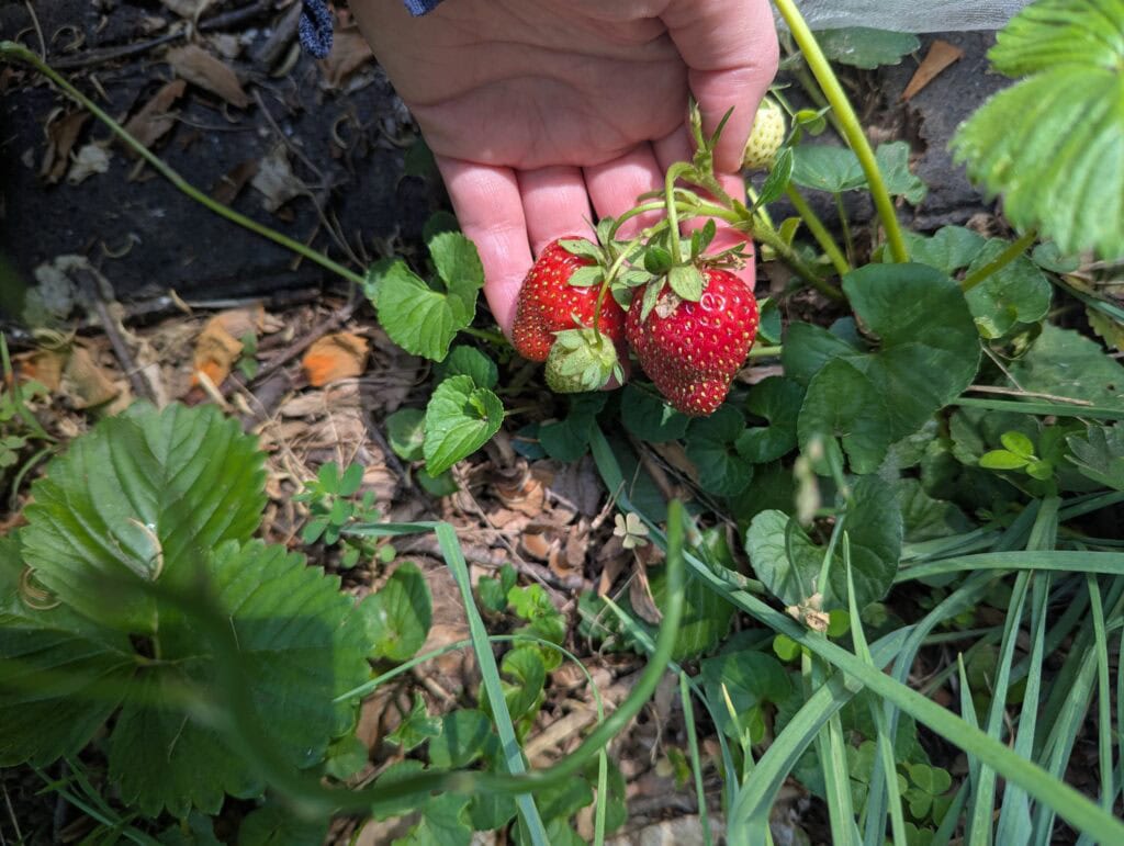 2 big strawberries from my garden. yum!