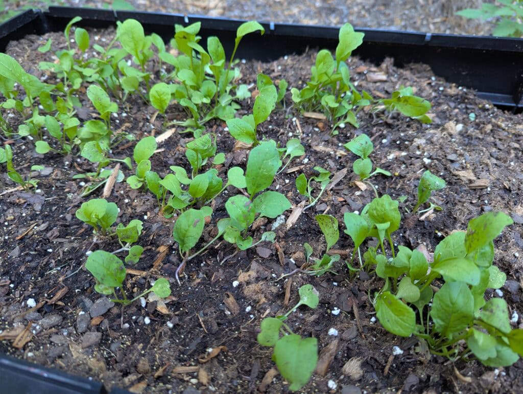 Jarjir/Arugula